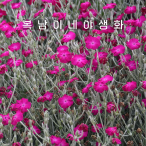 우단동자 [4포트 복남이네야생화 모종 애기동자 동자꽃 리크니스 코로나리아 lychnis]