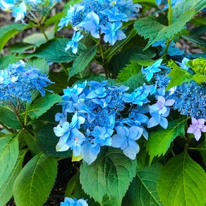 세종식물원 제주 겹산수국 15cm화분 별수국 수국 산수국묘목 꽃화분