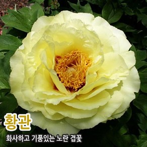 조경수 정원수 묘목 -목단 모란 수입목단[황관] CH348