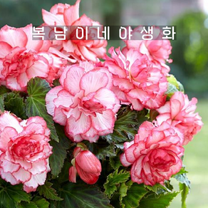 장미베고니아 버튼데로즈 [1개 복남이네야생화 begonia], 1개