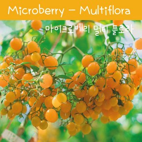 마이크로 베리 멀티 플로라 Micobey - Multifloa 방울토마토 달콤한 희귀토마토 교육체험용 키우기 세트