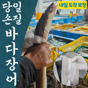 [내일도착] 산지직송 흑산도 자연산 보양식 손질 바다 장어, 1개, 1kg (소/2~3미)