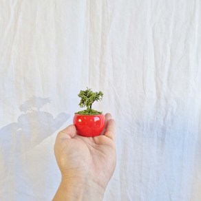 청짜보 도자기 분재 미니 편백 나무 친구 아내 남편 선물 화분