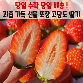 선물포장 당일수확 산지직송 고당도 논산 설향딸기 700g, 1박스, 700g 내외