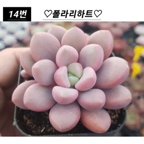 희귀다육 28종 모아보기