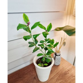 서비내 오렌지레몬나무 소품 시트러스향 향기좋은꽃, 1개, .