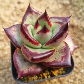 [수암다육] 블랙슈클 랜덤발송 Echeveia agavoides 'Ebony' va. 랜덤발송 다육 다육이 다육식물 265, 1개