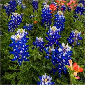 [꽃씨] 블루루핀 Blue Lupine (텍사스본넷 블루루피너스) 10립, 1개