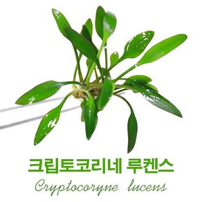 크립토코리네 루켄스(1촉)