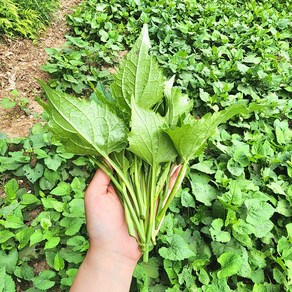 [라라네농장] 산지직송 광양 백운산 청정지역에서 자란 향긋한 봄나물 노지 취나물, 1kg, 1개