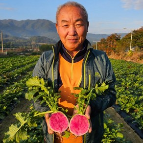 무주 수박무 과일무 동치미무 보라무 무우, 1개, 수박무 3kg (6과내외)