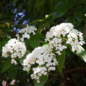 [새싹에서 나무까지] 덜꿩나무 (키 80cm~100cm) 개화주 (분묘), 1개