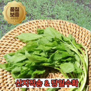 [프레쉬뉴] 최상급 산지직송 당일수확 생 어수리 나물 약초 산나물 제철나물 봄나물 왕삼, 1세트, 400g