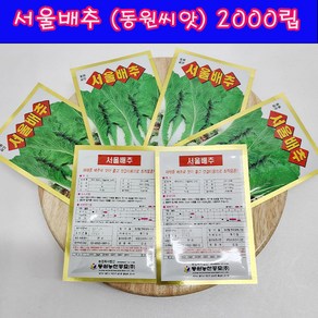 (샤인몰) 서울배추 씨앗 2000립 1개 /재래종 배추로 맛이좋고 엇갈이용으로 최적품종