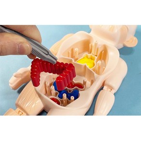 인체 수술 의사놀이 장난감 병원놀이 교구 어린이집 소품 도구 용품 장기모형 유아 신체 모형 아기