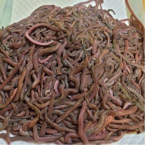 갯지렁이 청갯지렁이 청개비 60g 100g 250g 500g 1kg 순수 지렁이무게