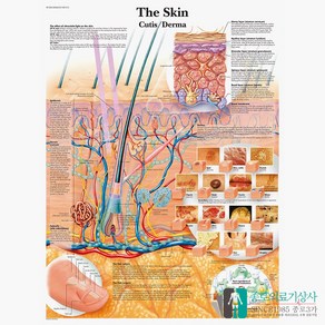 3B Scientific 피부차트 VR1283 The Skin 피부구조 병원액자, 액자없음, 1개