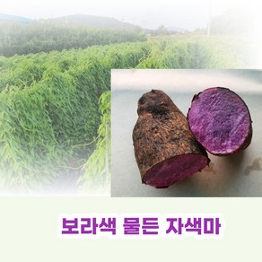 친환경 유기농 자색마 열대둥근마 [산지직송] 혼합1kg 2kg 3kg 5kg, 상품, 1kg, 1개