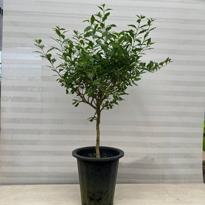 [다은꽃농원]신이 주신 선물 발렌타인자스민 특대품 보라꽃 키우기쉬운 실내공기정화식물 인테리어, 1개