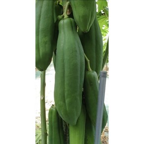 파파야 그린파파야 PAPAYA, 그린파파야5kg×1개