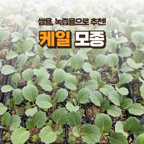 [케일모종] 정프러그 케일 모종 쌈 샐러드 녹즙으로 좋은 케일 모종, 36개
