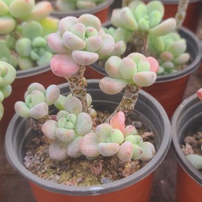 [소소한다육] 라울 세덤속 다육식물 Sedum Clavatum