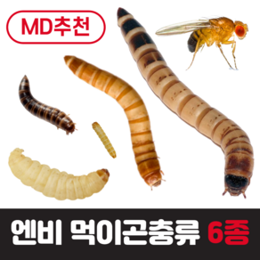 [특가상품] 엔비 먹이곤충류, 일반밀웜(극소100+100마리), 1개