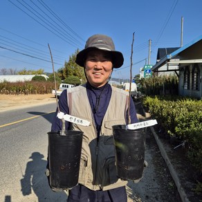 포포나무 묘목 접목1년생 뽀뽀나무, 1개, 레베카골드