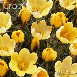 크로커스 샤프란(Crocus saffron) 추식 구근 골드락스(1set-5구)