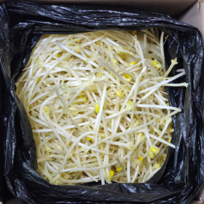 통통두채 찜용 콩나물 일자 굵은 콩나물, 1개, 3.5kg