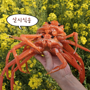 [산지직송] 포항 영덕 구룡포 박달홍게 A급 홍게 수율90%내외 실속형 가성비 3kg (9~11미)