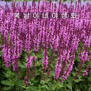 sage 살비아 메를로로즈 [3포트 복남이네야생화 모종 허브 세이지]