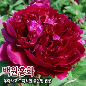 조경수 정원수 묘목 -목단 모란 수입목단[백원홍화] CH349