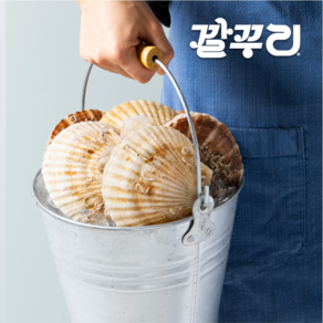 [깔꾸리] 압도적인 크기 대왕 참가리비 1KG 캠핑 조개구이, 1개