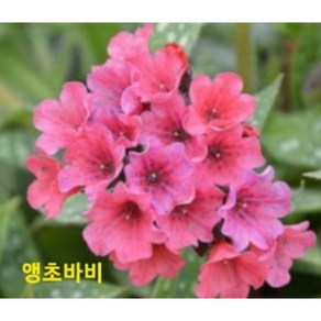 [지인야생화] d-무늬삼색앵초-바비(소품), 1개