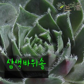 [허브여울바위솔] 삼색바위솔 (노지월동) 지름 9cm 소품 다육화분, 1개