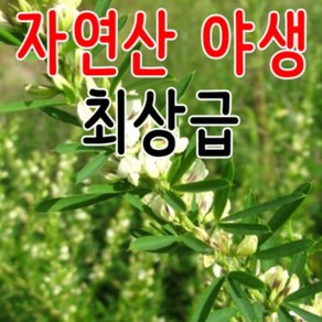 청정가 영농조합법인 야생야관문 자연산 야관문 비수리, 1개, 300g