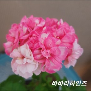 바바라하인즈 유럽제라늄