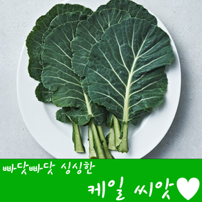 [농대나온남자] 싱싱한 케일 씨앗 500립 + 나비끈끈이트랩, 1개
