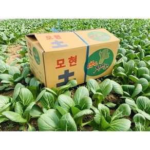 (구)지해농장)(윤아농장) 당일수확 청경채 4kg, 1BOX
