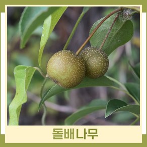 배나무 묘목 돌배 R4cm 결실주(분) 1개