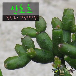 [허브여울선인장] 산호초 (청산호/연필선인장/유포르비아) 지름 9cm 소품 (상토와 마사만 사용한 건강한다육), 1개