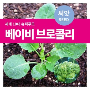 마이플랜트 샐러드 채소 베이비 브로콜리 씨앗 10g, 1개