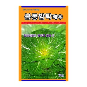 오스템 배추씨앗 봄동암탁배추 20g