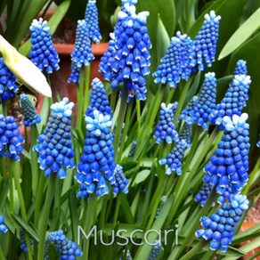 무스카리(Muscari )추식 구근 블루매직(1set-5구) 금강원예