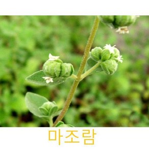 허브(Heb)/채소식물 마조람 화분모종 4개 (L0283)