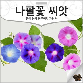 나팔꽃 씨앗 꽃씨 종자 꽃씨앗 야생화 야생초 150알