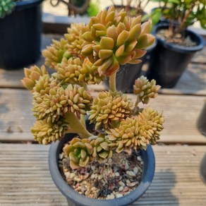 [수암다육] 쿠스피다툼 철화 랜덤발송 Sedum cuspidatum f. cistata 다육 다육이 다육식물 529 커스피다텀 커스피닷컴, 1개