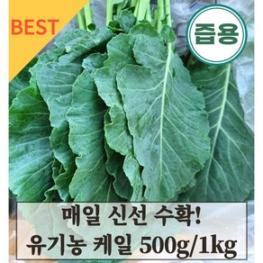 유기농 케일 500g 1kg 국내산 산지직송 녹즙재료 주스용 케일 즙용 Kale, 1개