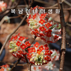 홍화 삼지닥나무 [1개 복남이네야생화 모종 엣지워시아 edgewothia], 1개